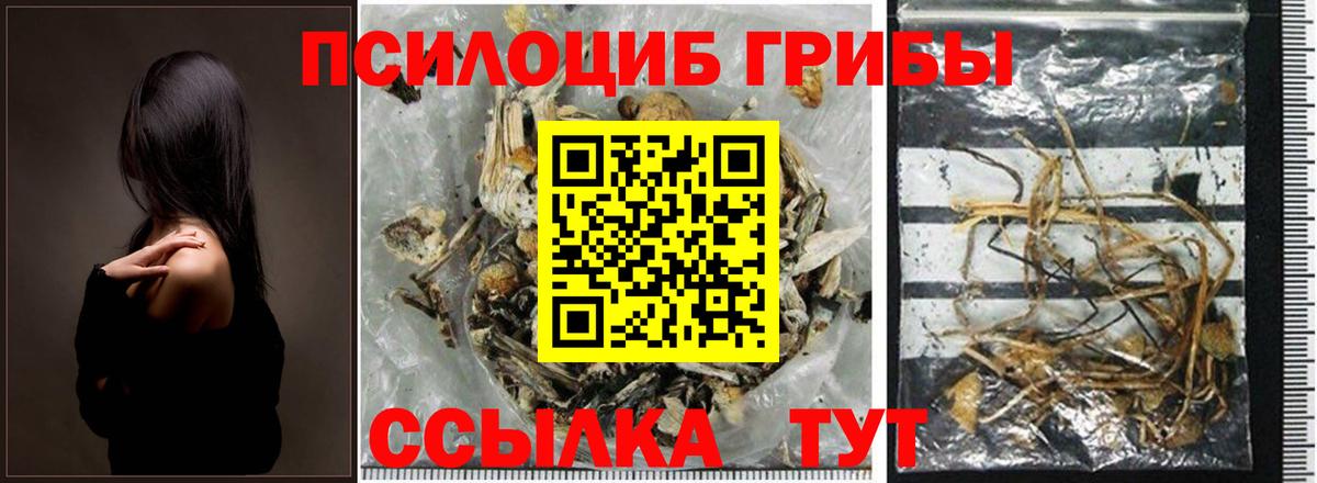 Псилоцибиновые грибы Psilocybe Каменск-Уральский